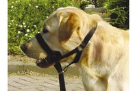 Pet Pro ДОГ КОНТРОЛЬ дрессировочный поводок для собак , размер 6 л., черный