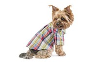 Рубашка «Бадди» Одежда для собак XXS