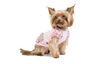 Футболка «Кэрол» Одежда для собак, XXS